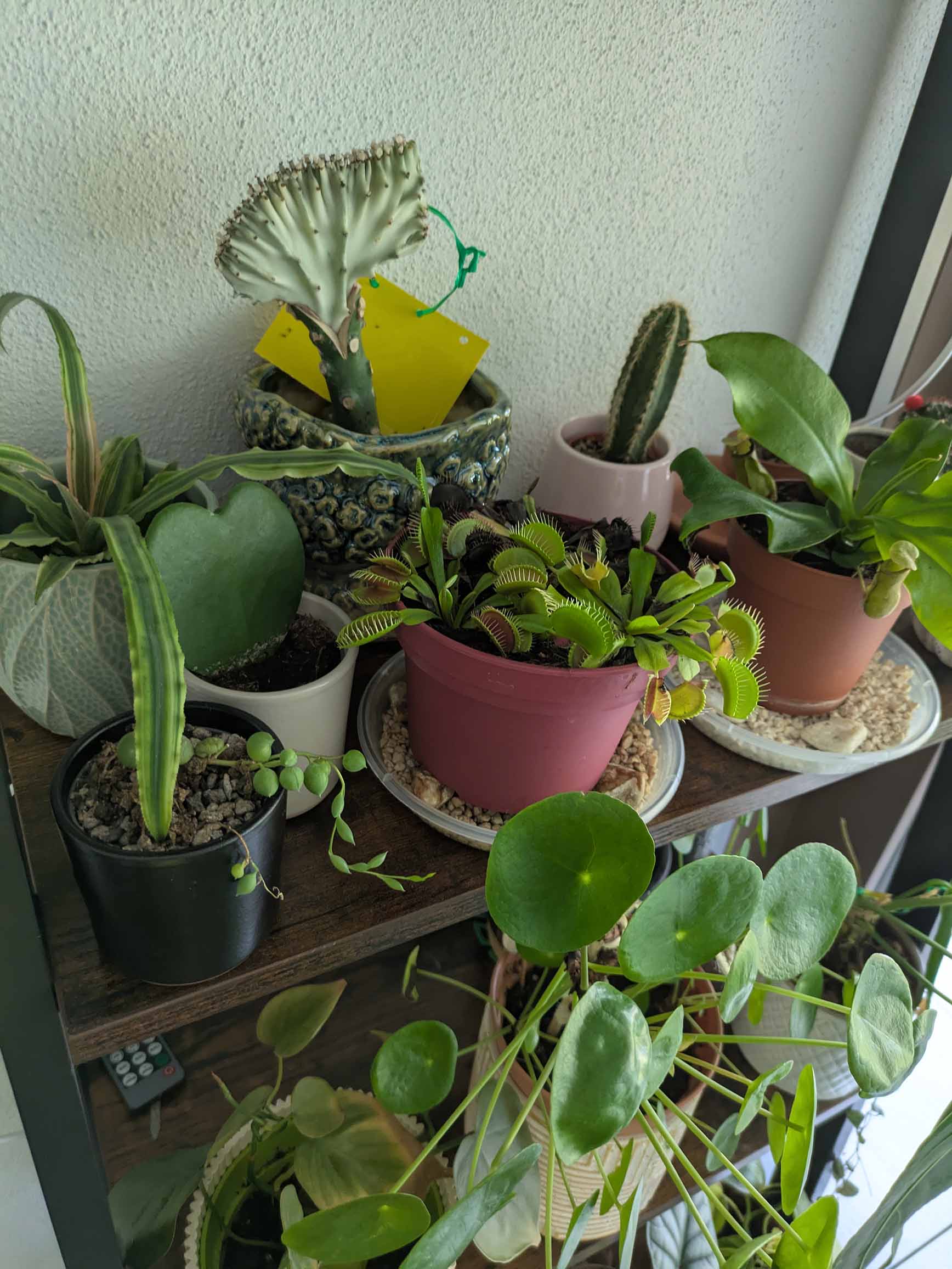 plantsitting switzerland